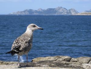 Conocer Galicia es más fácil ahora con Yakart Centro Caravaning. Vista de las Islas Cies desde Baiona