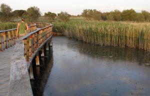 Itinerarios de colores por Las Tablas de Daimiel. Pasarelas permiten recorrer los humedales