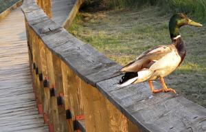 Itinerarios de colores por Las Tablas de Daimiel. Es facil encontrarse muchos patos cuchara durante el paseo