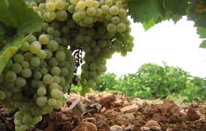 Valdepeñas, una ciudad distinta. Los viñedos rodean a Valdepeñas