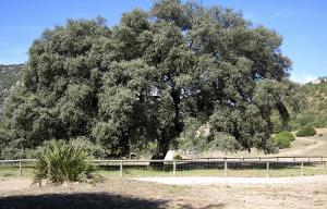 Via Verde de la Sierra, los buitres te esperan a la salida del tunel. Chaparro de La Vega